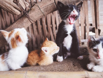 best cat food for kittens