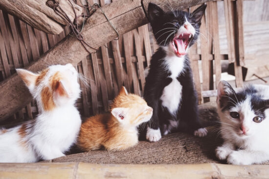 best cat food for kittens