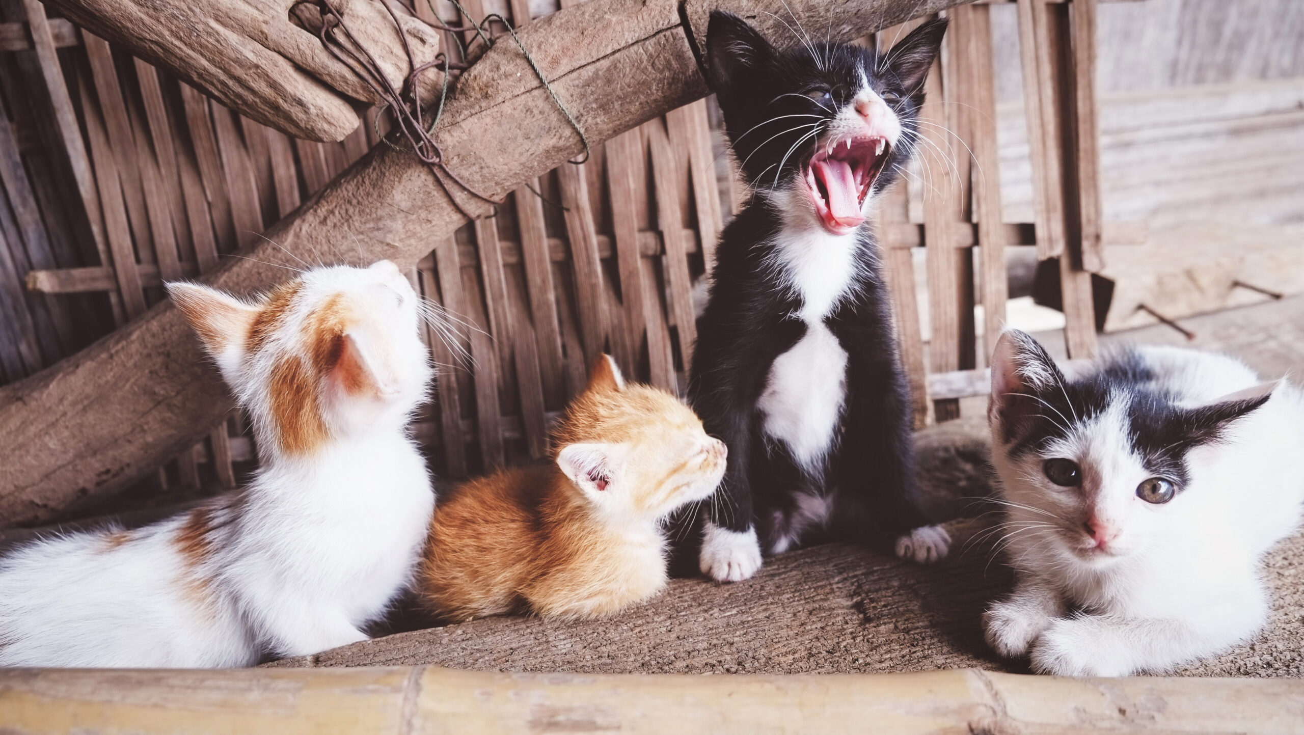 best cat food for kittens
