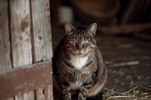 senior cat sitting