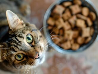 cats with wet food