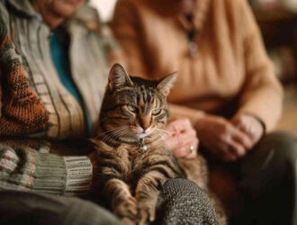 Senior cat sitting on lap
