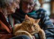 senior cat sitting on lap