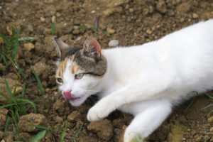 cat playing