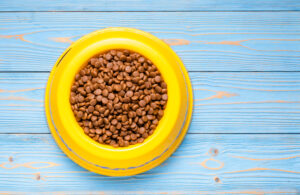 dry cat food for sensitive stomach
