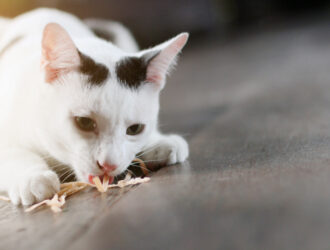 cat vomits after eating dry food