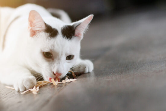 cat vomits after eating dry food