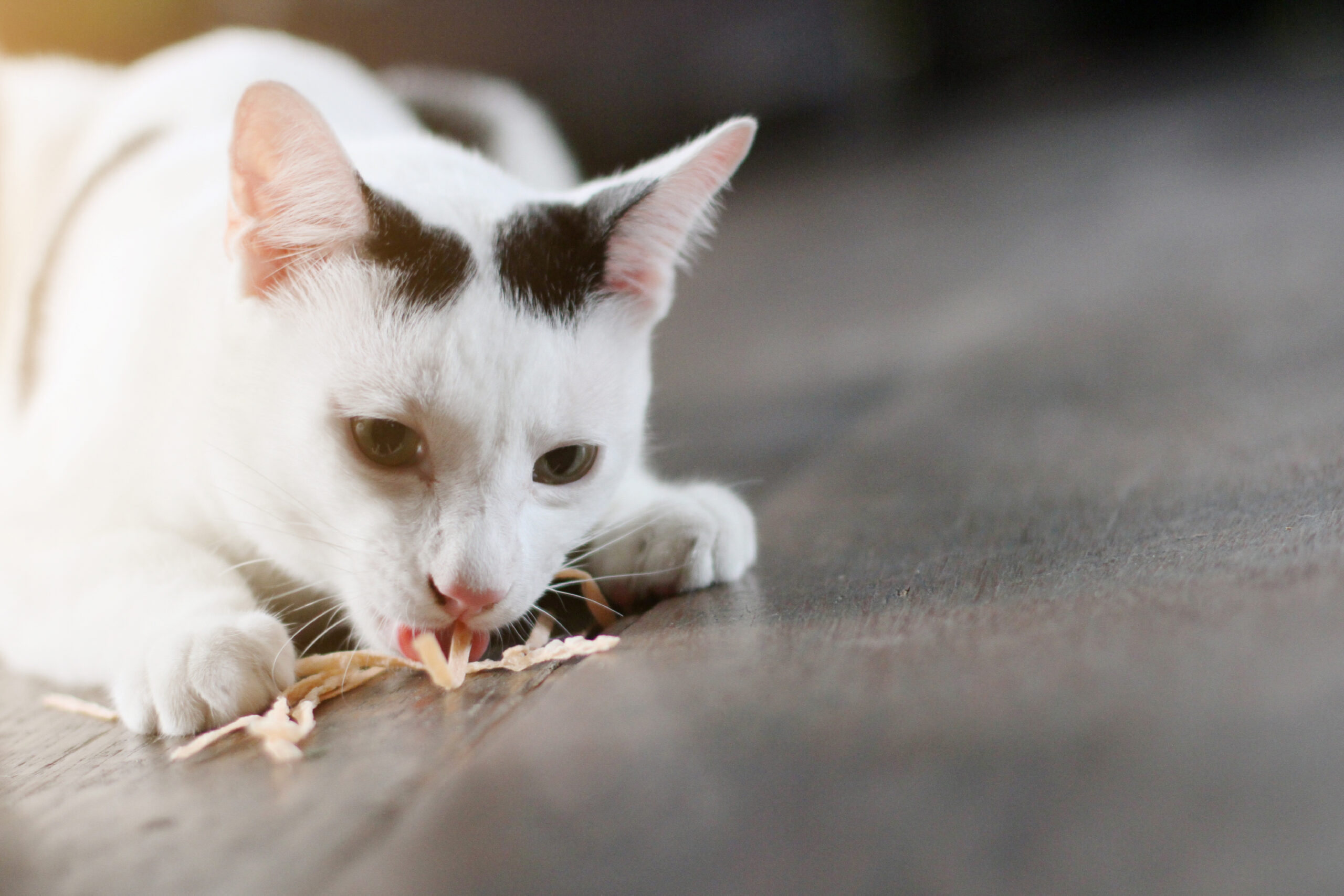 cat vomits after eating dry food