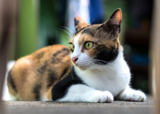 Are dilute calico cats rare