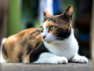 Are dilute calico cats rare