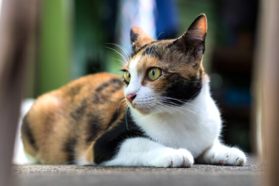 Are dilute calico cats rare